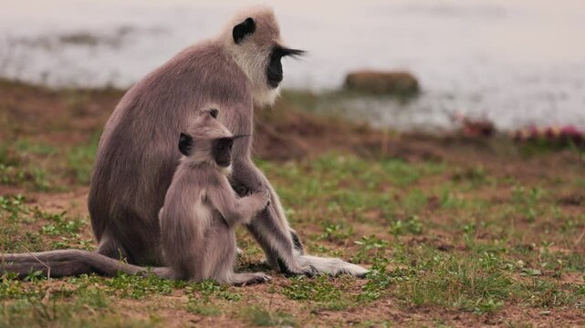 Gray langurs Semnopithecus priam sitting, baby langur sits next to its parent in Sri Lanka. Wildlife footage for nature documentaries and educational projects. Slow motion video.