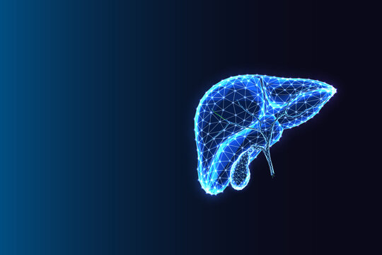 Digital Liver and Gallbladder Anatomy. Medical Tech, Hepatic System Low Poly Vector Illustration