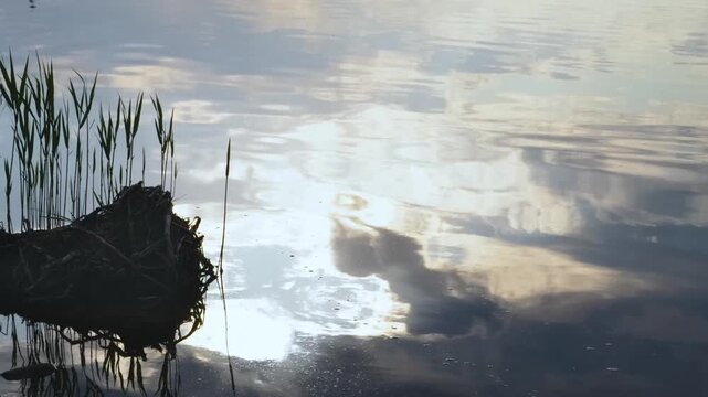 footage of a calm lake or swamp in the Southern Urals region of Russia, featuring lush aquatic plants and reflections of the sky and clouds on the water surface. The natural landscape captures a peace