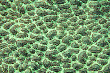 A reef-building coral displays fluorescent coloration as it grows in a shadowed area on a Raja Ampat coral reef. Many corals harbor fluorescent proteins.