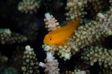 A Yellow coral goby, Gobiodon okinawae, sits amid the branches of a staghorn coral on a reef in Misool, Raja Ampat. Small fish such as this play a large role in energy retention and overall coral reef