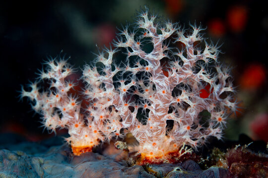 A small soft coral, Dendronephthya sp., grows on a shallow coral reef in Misool, Raja Ampat. This region harbors spectacular marine biodiversity and is a popular destination for divers and snorkelers.