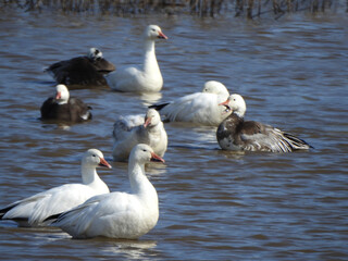 Obraz premium Snow geese and blue snow geese, dark morph phase, wintering within the wetland waters of the Blackwater National Wildlife Refuge, Dorchester County, Maryland. 