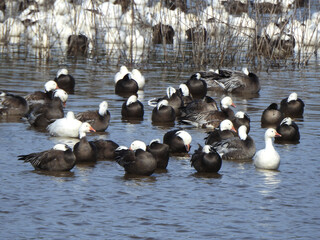 Snow geese and blue snow geese, dark morph phase, wintering within the wetland waters of the Blackwater National Wildlife Refuge, Dorchester County, Maryland.  
