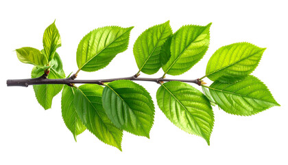 Fototapeta premium A detailed image of a branch with green leaves, cut out from a black background