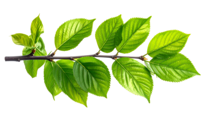 A detailed image of a branch with green leaves, cut out from a black background