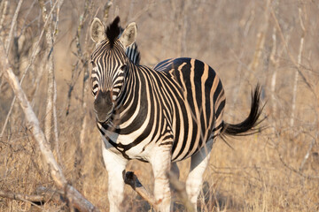Alert Male Zebra in Kruger National Park South Africa RSA