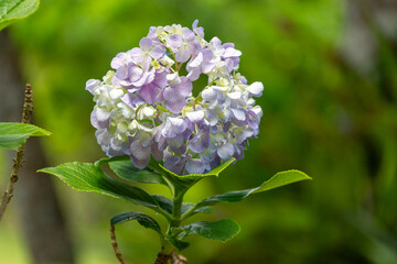 Close-up of a lilac Hydrangea supported by serrated green leaves against an intensely blurred vegetation background.