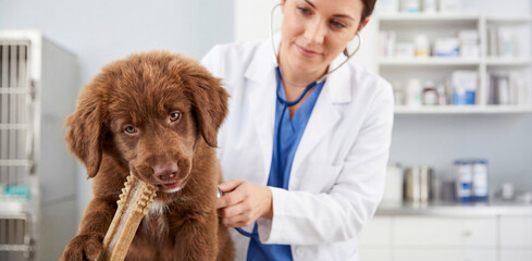 A brown puppy is receiving veterinary care at a clinic, happily chewing on a bone during the visit