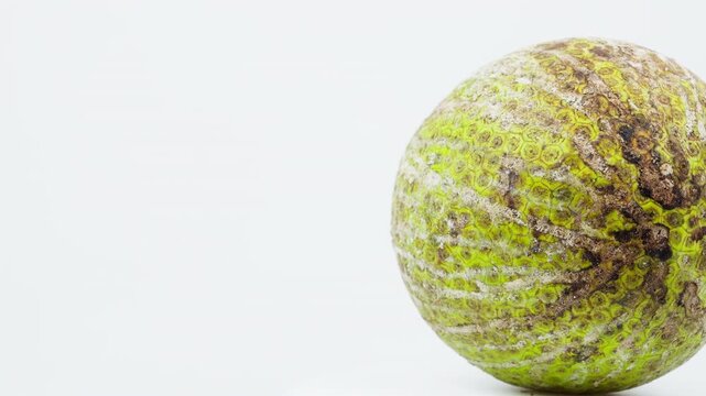 Rotating Breadfruit with White Copy Space for Presentation