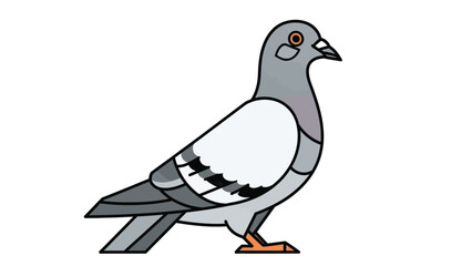 Pigeon bird standing profile view on white background