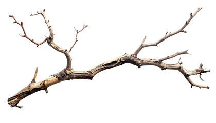 Close-up of a weathered, dead tree branch with multiple offshoots against a black background