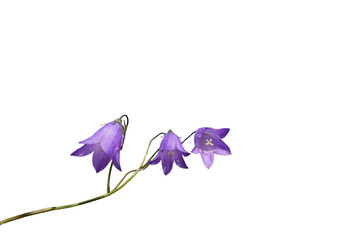 Purple Bellflower Isolated Transparent Background.Delicate purple bellflower with slender stem...