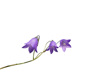 Purple Bellflower Isolated Transparent Background.Delicate purple bellflower with slender stem isolated on transparent background, clean botanical cutout ideal for design, decoration, and creative com