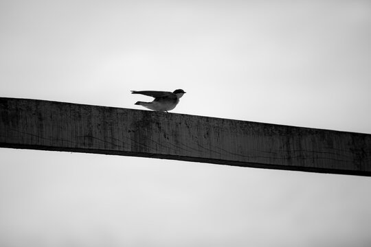 p&aacute;jaro volando
