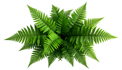 Overhead view of a vibrant green fern, radiating outwards against a black backdrop