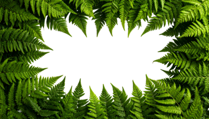 Dense frame of lush, vibrant green ferns surrounds a dark void, creating a natural border