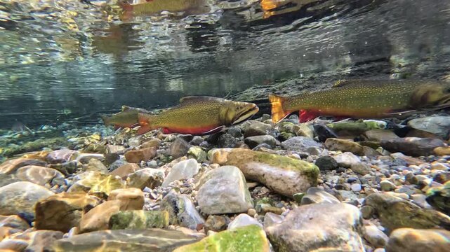 Brook trout in a clear mountain stream during their November spawn in Montana