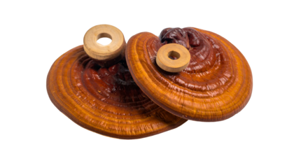 Two reddish-brown shelf fungi with wooden, ring-shaped objects on black background