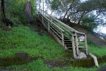 Fototapeta premium Wooden staircases leading up a green hillside with trees and natural light