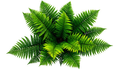 Top-down view of a vibrant fern plant with intricate, detailed, green foliage