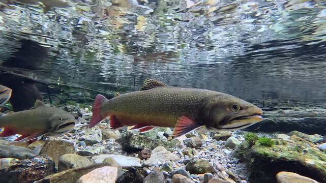Clear stream and freshwater trout in the Western US popular for fly fishing.