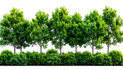 Lush row of leafy green trees and shrubbery against a dark background, vibrant foliage
