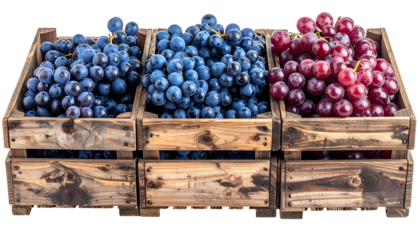 Three wooden crates overflowing with ripe grapes of blue and red varieties