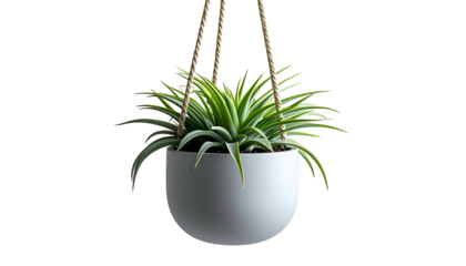 A lush, green spider plant sits in a hanging white planter against a stark black background