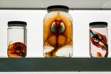 Preserved fish specimen in glass jars on white background