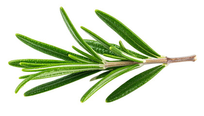 Fototapeta premium Close-up of a sprig of fresh, green rosemary, showcasing its needle-like leaves against black