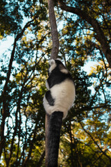 Naklejka premium Lemur climbing tree in South Africa