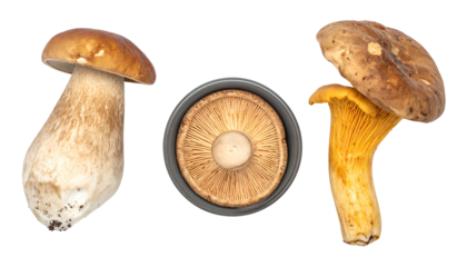 Three types of mushrooms, a bolete, and chanterelle, isolated on black background