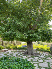 Ramat HaNadiv Park in memory of Baron Edmond de Rothschild