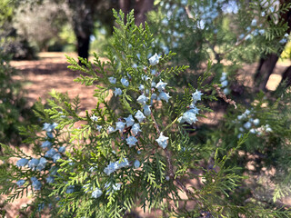 Arborvitae bush with fruits (lat. -Thuja occidentalis) in Ramat HaNadiv Park in memory of Baron Edmond de Rothschild