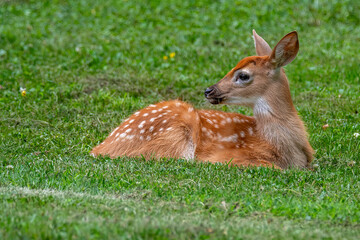 Whitetailed deer fawn bedded
