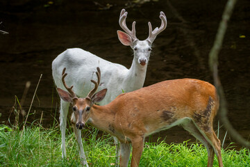 Piebald Whitetail Deer Buck