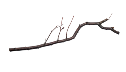Isolated image of a brown branch with small twigs against a solid black background
