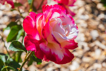 Double Delight Two Toned Red and White Roses in the Garden