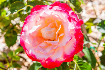 Double Delight Two Toned Red and White Roses in the Garden