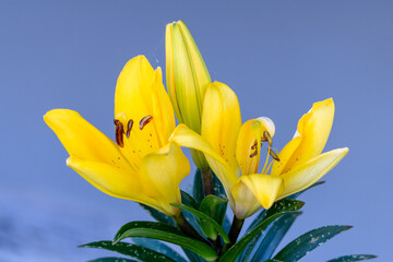 Yellow Lily flowers in bloom