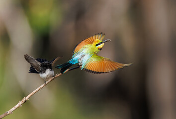 Colourful and beautiful wild rainbow bee-eater (Merops ornatus) getting chased away by a Willy Wagtail, Perth, Western Australia