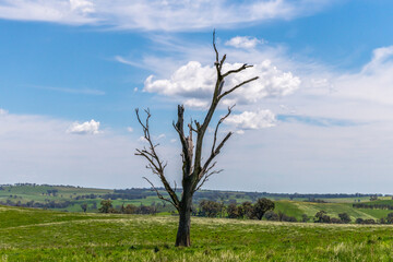 Tranquil Spring countryside in the Central West of NSW