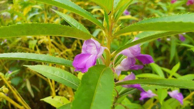 Pacar Air (Impatiens balsamina) flowers in the garden. Commonly known as balsam, garden balsam, rose balsam, touch me not, or spotted snapweed.