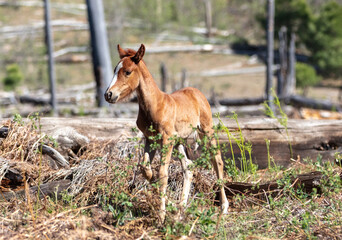 Red bay colored wild horse baby colt in the Apache Sitgreaves National Forest mountains in Heber Arizona United States