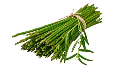 A close-up of a bunch of green, cylindrical stems tied together with twine