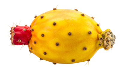 A vibrant, yellow and red cactus fruit with brown dots and spiky protuberances, isolated