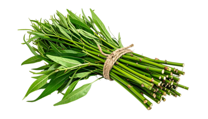 A fresh bundle of slender green branches with long leaves, tied with twine, on a dark bg
