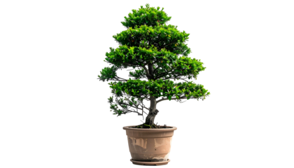 A small, tiered green tree in a pot against a black backdrop, common to bonsai