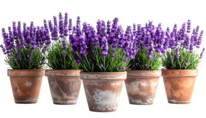 Five terracotta pots lined up with vibrant purple lavender plants in full bloom